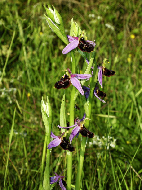 Orchidee del Chianti 2009